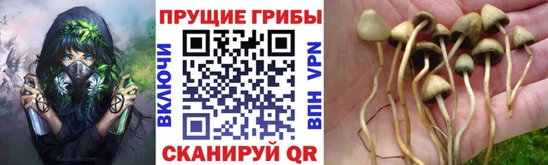 Галлюциногенные грибы Cubensis  ОМГ ОМГ ссылка  нарко площадка какой сайт  Таганрог 